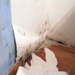 Mildew in wallpaper where wallpaper has detached from the wall