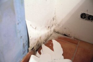 Mildew in wallpaper where wallpaper has detached from the wall
