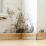 Image of mold growth in wall corner next to window where moist have entered the wall