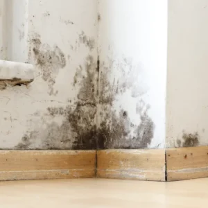 Image of mold growth in wall corner next to window where moist have entered the wall