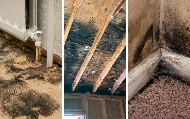 Image of mold in carpet, mold in corner wall, base board and carpet, mold in roof plywood boards